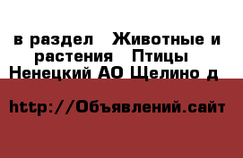  в раздел : Животные и растения » Птицы . Ненецкий АО,Щелино д.